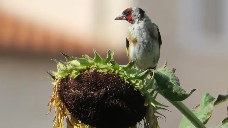 Na ljepilo mamili grdeline: Dvojac kod Nina ulovio 30 ptica, policija ulovila njih