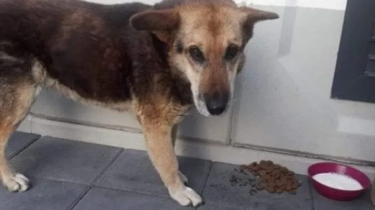 Lidl očarao gestom: 'Nećemo potjerati kujicu Ma&scaron;u, osigurat ćemo joj hranu i skloni&scaron;te'