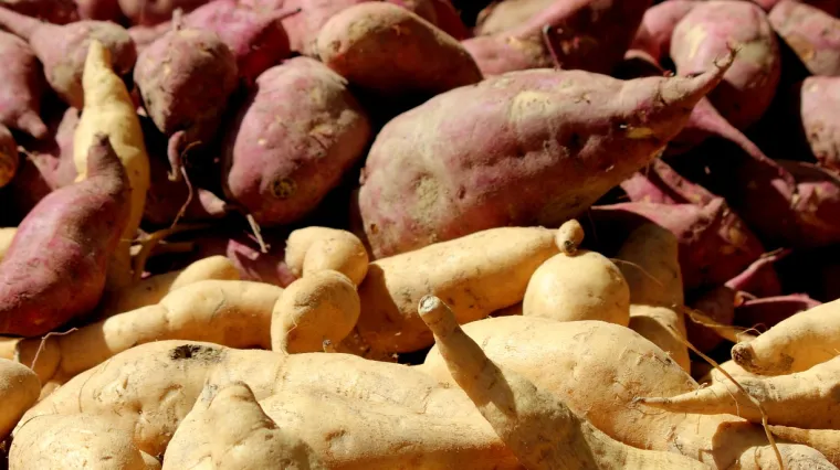Bijeli batat: najpoznatije vrste bijelog batata