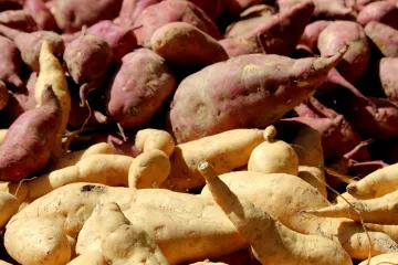 Bijeli batat: najpoznatije vrste bijelog batata