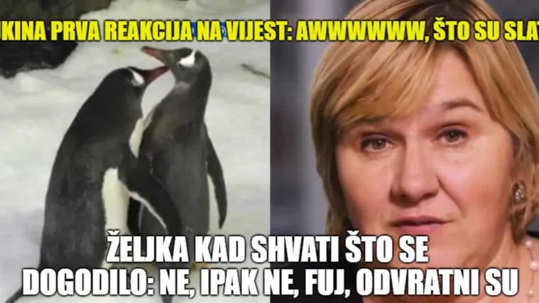 Ni Željka Markić ne bi ostala imuna: Gay mužjaci pingvina postali očevi, zajedno sjedili na jajetu
