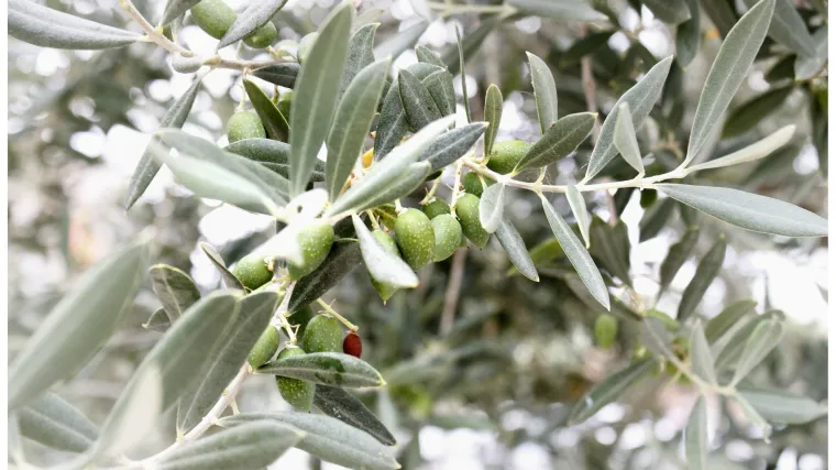 Donosimo dva najčešća razloga za opadanje lišća masline