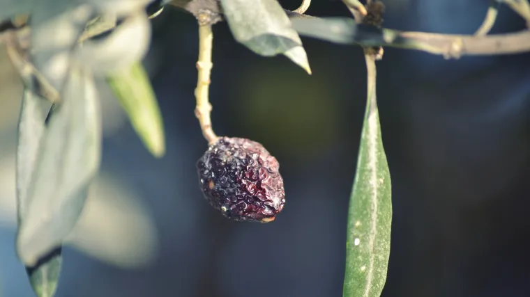 Maslina vam propada? Možda je problem olovna bolest masline
