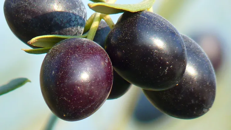 Krvavica maslina koja se nalazi na popisu voćnih vrsta