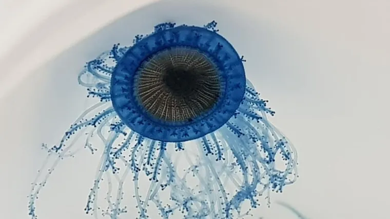 'Plavo dugme' izgleda kao predivna meduza, je li opasno?