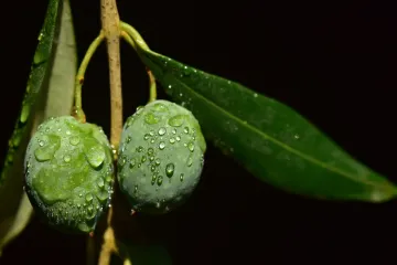 Nocellara etnea poznata je talijanska stolna sorta maslina