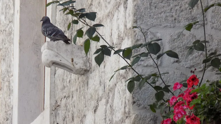 Odaberite niske grmolike ruže koje će ukrasiti vaš balkon ili mali vrt