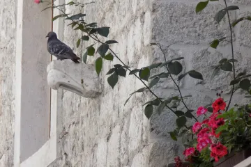 Odaberite niske grmolike ruže koje će ukrasiti vaš balkon ili mali vrt