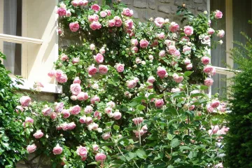 Kako posaditi ruže penjačice koje cvatu cijelu godinu?