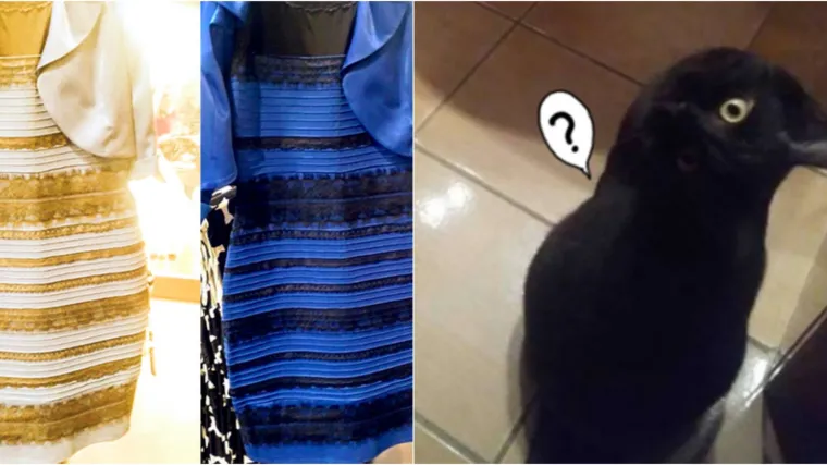 Zlatno plava haljina je stvar pro&scaron;losti, ekipa se ne može složiti koju životinju vidi na ovoj fotki!