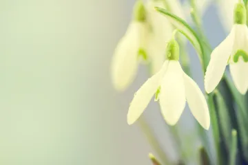Prepoznajte prvo proljetno cvijeće koje će unijeti boju u vaš vrt