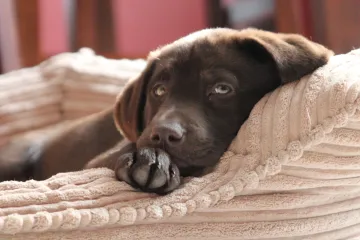 Labradori boje čokolade žive kraće od onih kojima je dlaka crna ili bijela