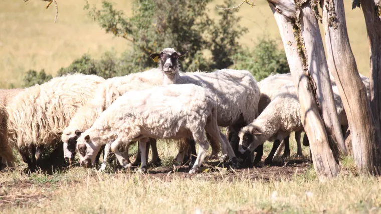 Europska komisija za&scaron;titila 'ličku janjetinu'. Samo je jedna lička pramenka!