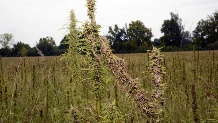 Kujundžić: "U Hrvatskoj se ne razmi&scaron;lja o legalizaciji marihuane, kako je to nedavno napravila Kanada"