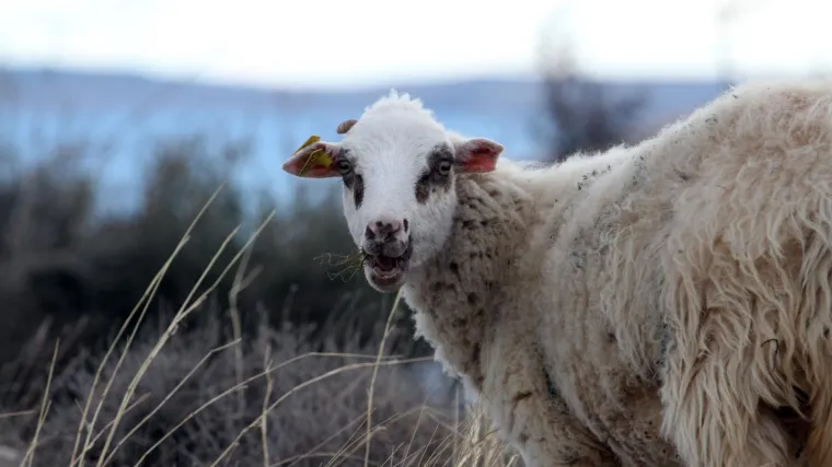 Evo kako ćete znati da je na tanjuru ona prava
