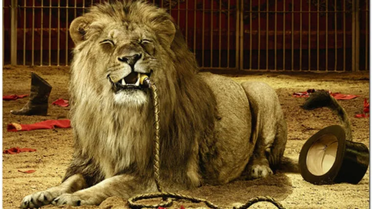 Portugalci zabranili divlje životinje u cirkusima: Udruge za za&scaron;titu životinja slave