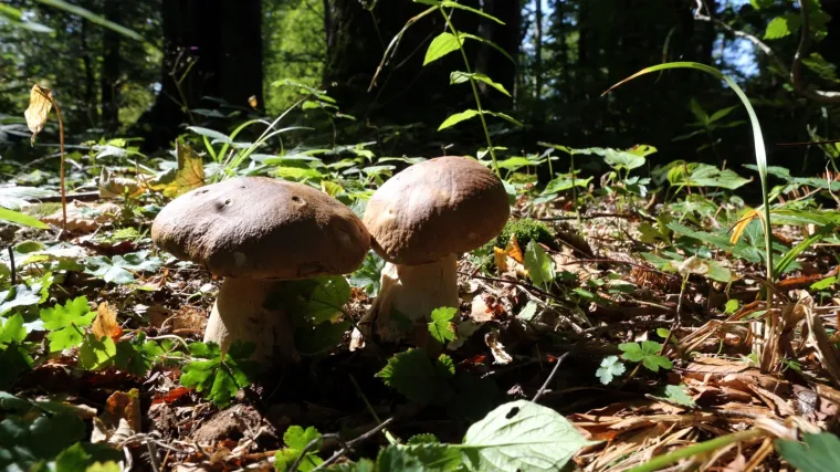 Toplo vrijeme produljilo je sezonu branja gljiva: U goranskim &scaron;umama udružili su se znalci i amateri