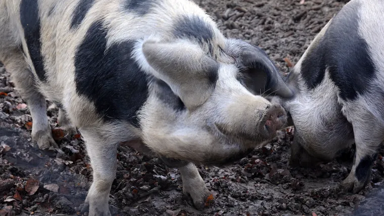Stočari iz Petrinje ne odustaju: Uspjeli su od izumiranja spasiti autohtonu hrvatsku pasminu - banijsku &scaron;aru