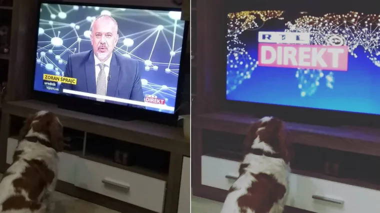 Psi gledaju, marice prolaze: Ovog koker &scaron;panijela posebno je zaintrigirao RTL Direkt i dolazak 'Gazde'