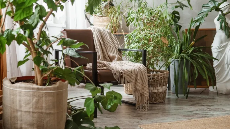 Otrovne sobne biljke koje trebate držati izvan dohvata djece i kućnih ljubimaca