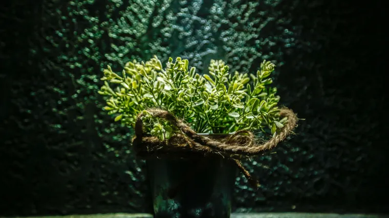 Pažljivo odaberite sobno bilje za tamne prostore