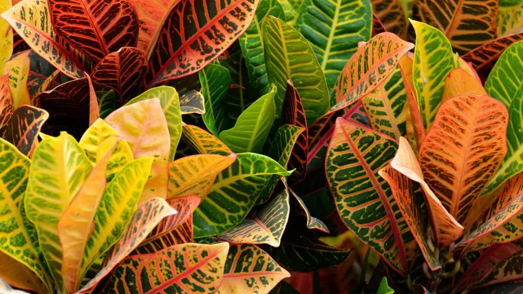 Koje zeleno sobno bilje odabrati za vaš stan