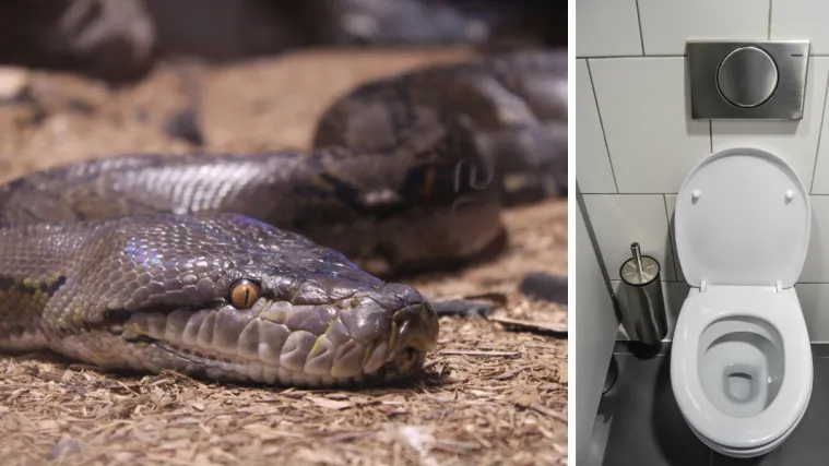 Vrebao iz WC &scaron;koljke: Trometarski piton ugrizao mu&scaron;karca za spolovilo, 'zaradio' 15 &scaron;avova