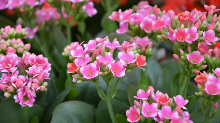 Cvijet kalanhoa - Cvijet koji se obično daje ili kupuje kao poklon