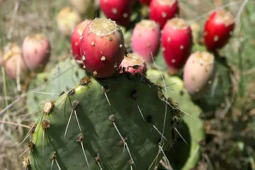 Mnogi ju imaju kod kuće kao ukras, a zapravo može biti i puno više