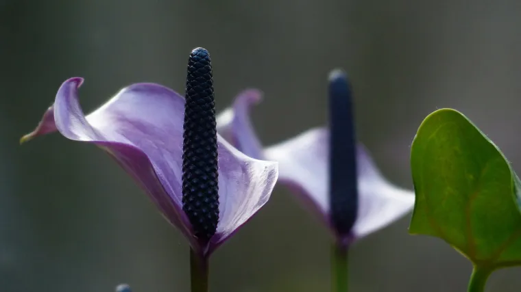 Spatifilum cvijet - cvijet koji će vas uspavati kao bebu