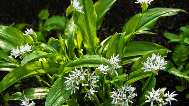 Medvjeđi luk uzgoj i ljekovita svojstva