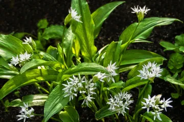 Medvjeđi luk uzgoj i ljekovita svojstva