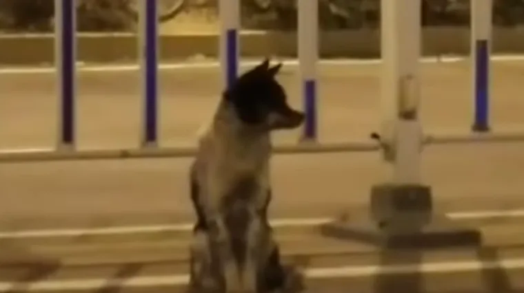 Pravi primjer odanosti: Vjerni pas već 80 dana stoji na mjestu na kojem mu je poginula vlasnica