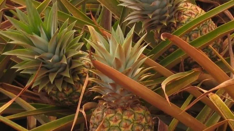 Znate li kako zasaditi ananas u vlastitom domu?