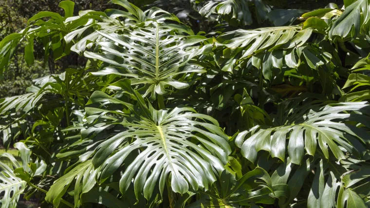 Cvijet filadendron - da li je filadendron pogodan za uzgoj u stanu