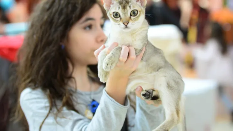 I najmanja i najpopularnija mačja pasmina na svijetu za izložbi u Zagrebu