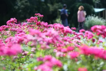 Kako uzgojiti vrtno cvijeće trajnice ili jednogodišnje biljke