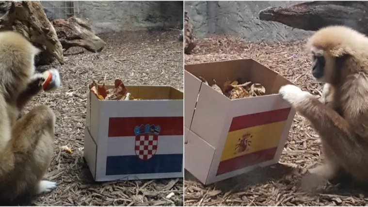 Hrvatska i &Scaron;panjolska uzrokovale razdor među gibonima u zagrebačkom Zoolo&scaron;kom vrtu