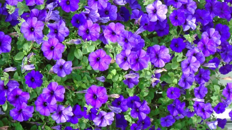 Odaberite cvijeće koje ne treba puno svjetlosti, a ukrašava prostor