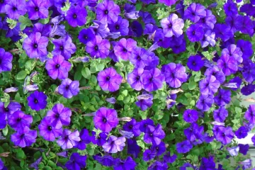 Odaberite cvijeće koje ne treba puno svjetlosti, a ukrašava prostor