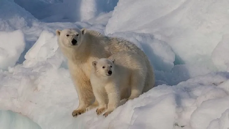Buja populacija polarnih medvjeda