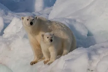 Buja populacija polarnih medvjeda