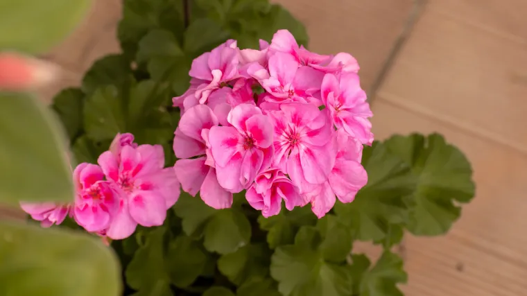 Najbolje cvijeće za balkone i terase kojem nećete odoljeti