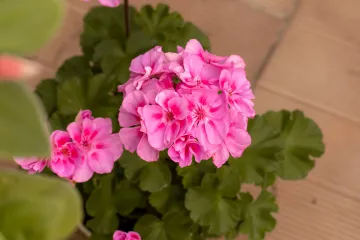 Najbolje cvijeće za balkone i terase kojem nećete odoljeti