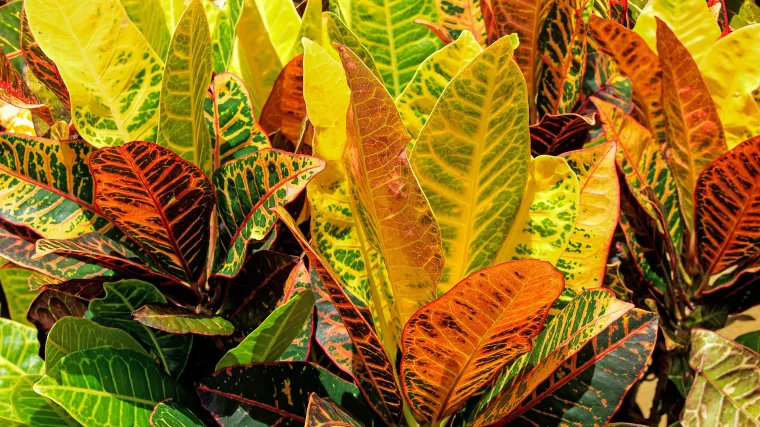 Cvijet kroton - prekrasna i rijetka sobna biljka