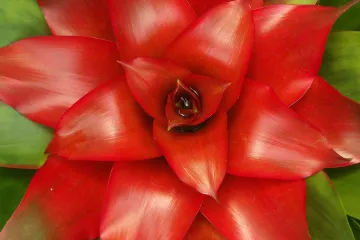 Cvijet guzmanija - cvijet koji cvate samo jednom