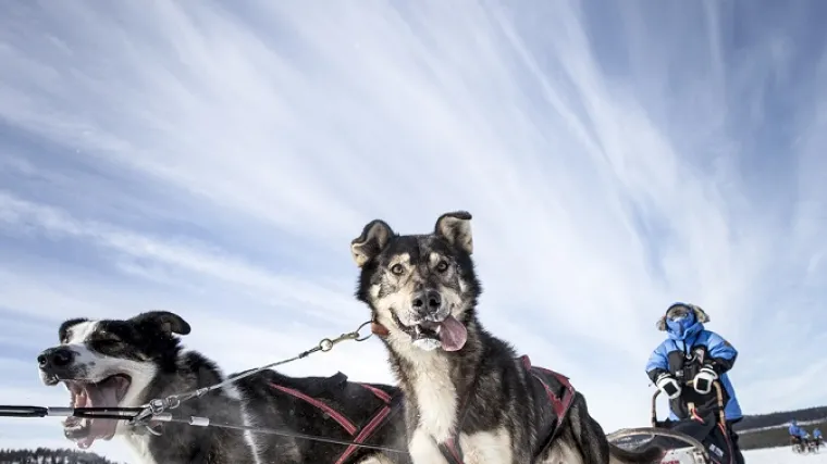 Počele prijave za za avanturu života: 300 kilometara kroz skandinavsku tundru na psećim saonicama