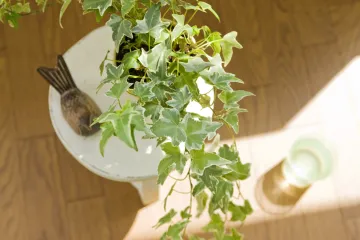 Želite osvježiti dom? Otkrijte ukrasno cvijeće za dnevni boravak