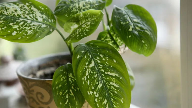 U stan ne dopire mnogo svjetla? Otkrijte kućne biljke koje vole sjenu