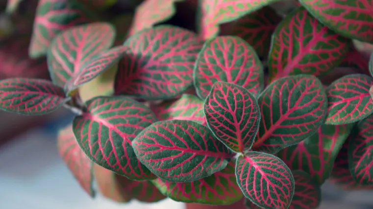 Vrste sobnog bilja: koje bilje ne treba pažnju, a koje je osjetljivo